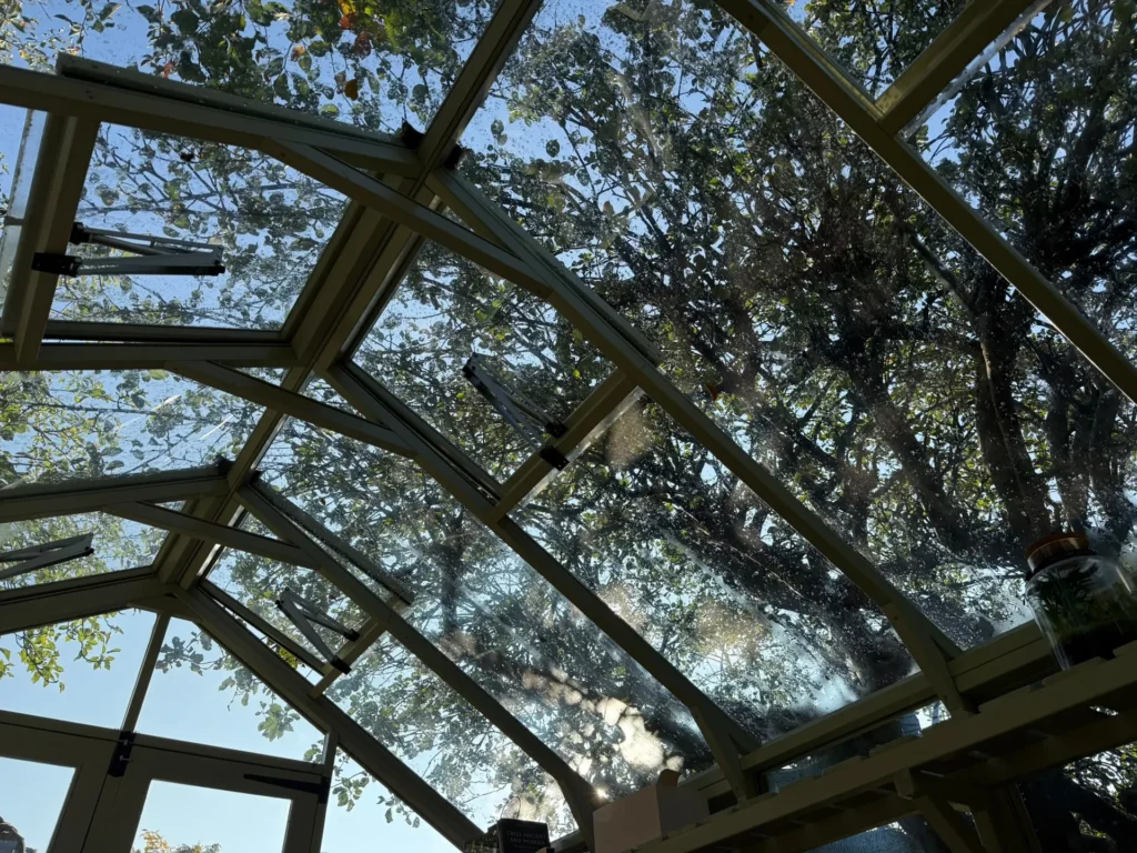 Looking up through the arched glass roof of the treatment room into the branches of a tree against blue sky