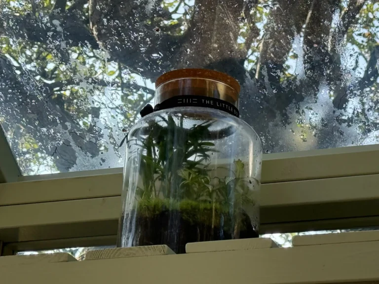 A cork-topped glass terrarium of ferns and moss on a high shelf beneath the glass roof